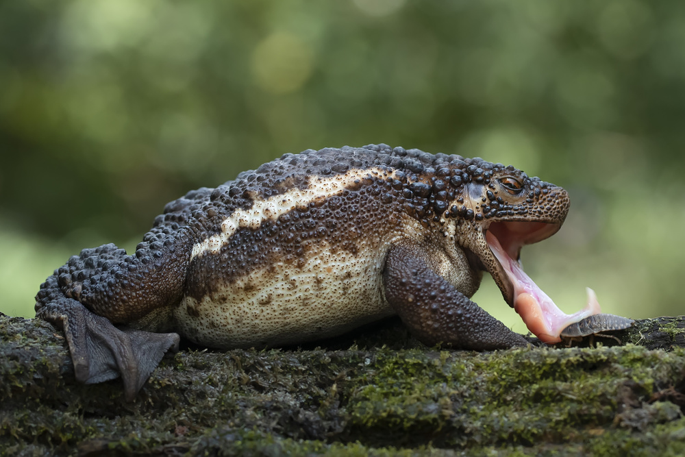 Gotcha von Tantoyensen