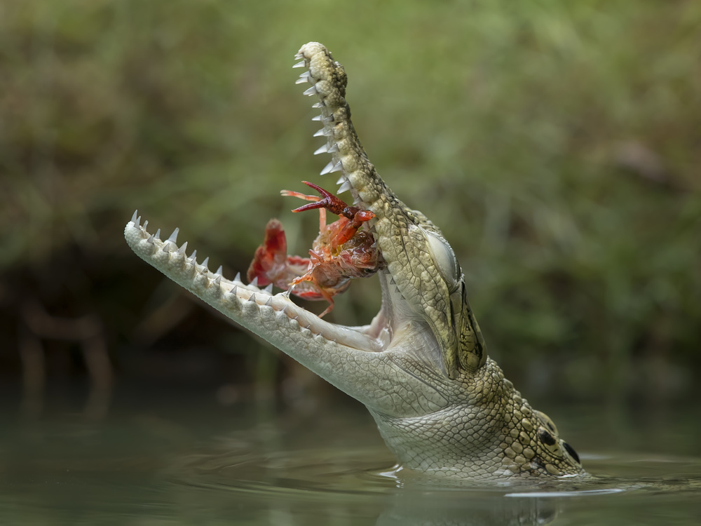 Meal Time von Tantoyensen