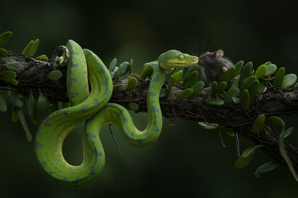 Friendship von Tantoyensen