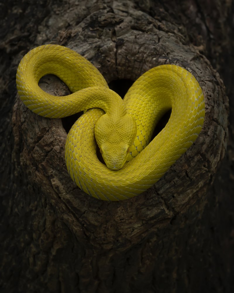 Yellow von Tantoyensen