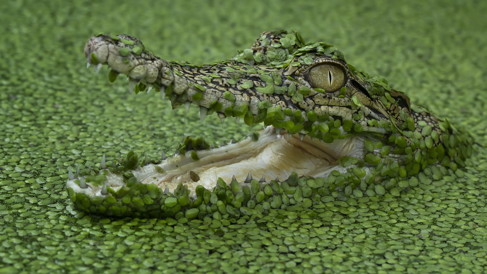 Big Jaw von Tantoyensen