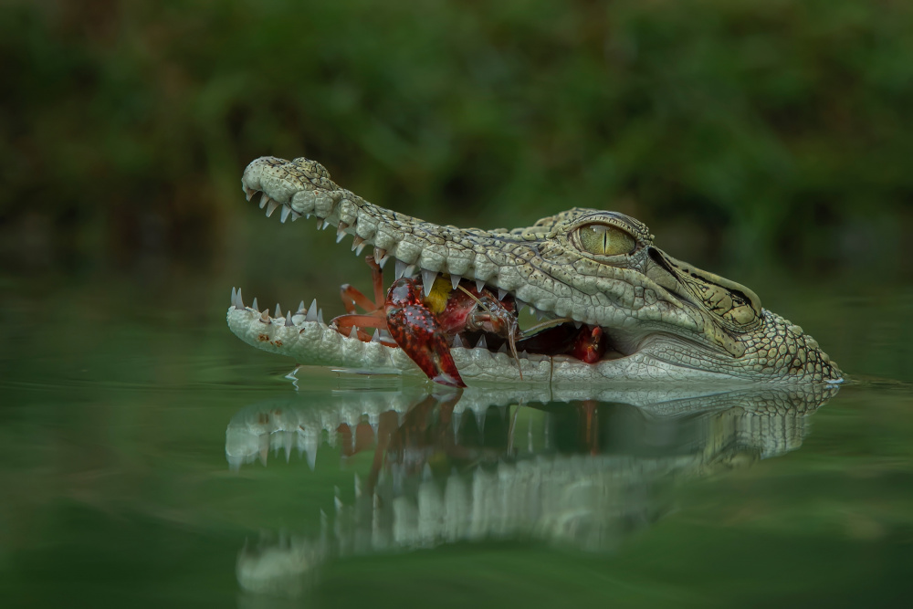 Got a good meal von Tantoyensen