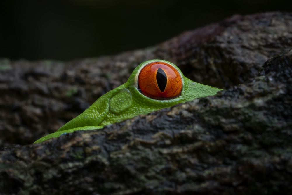 Peeking von Tantoyensen