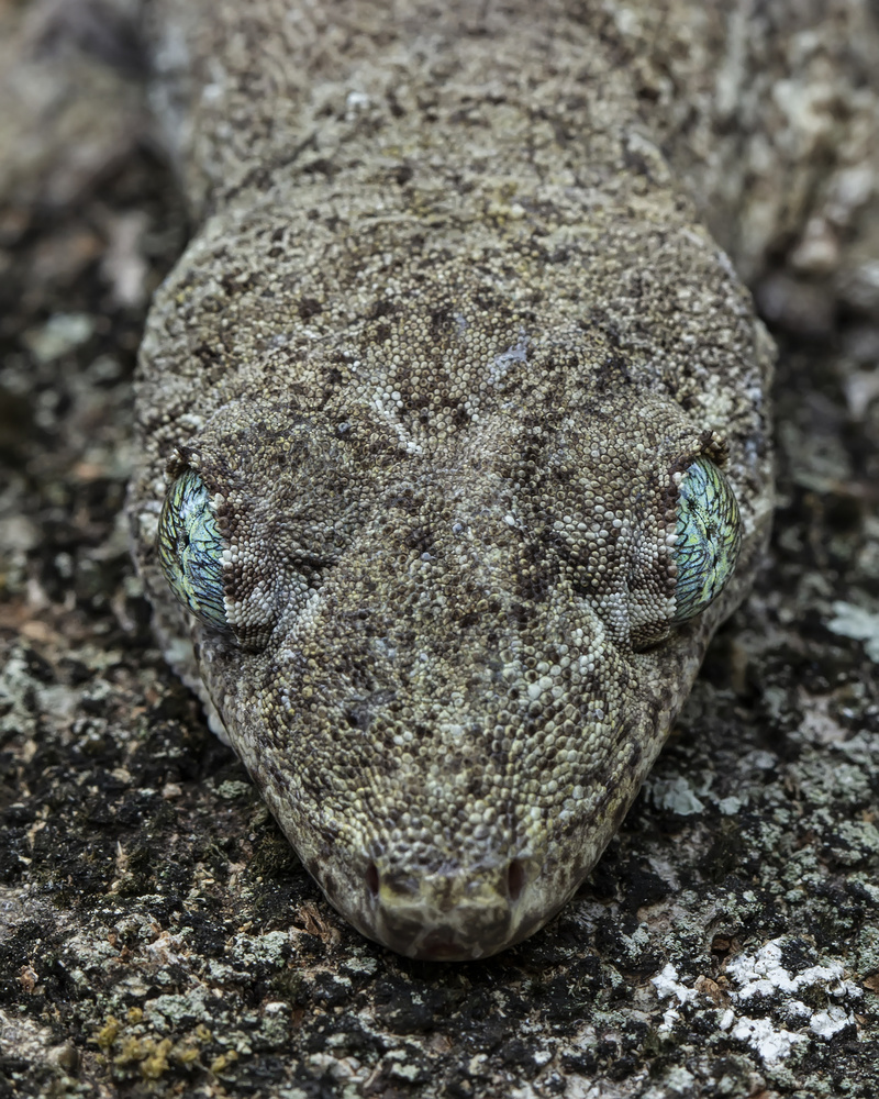 Camouflage von Tantoyensen