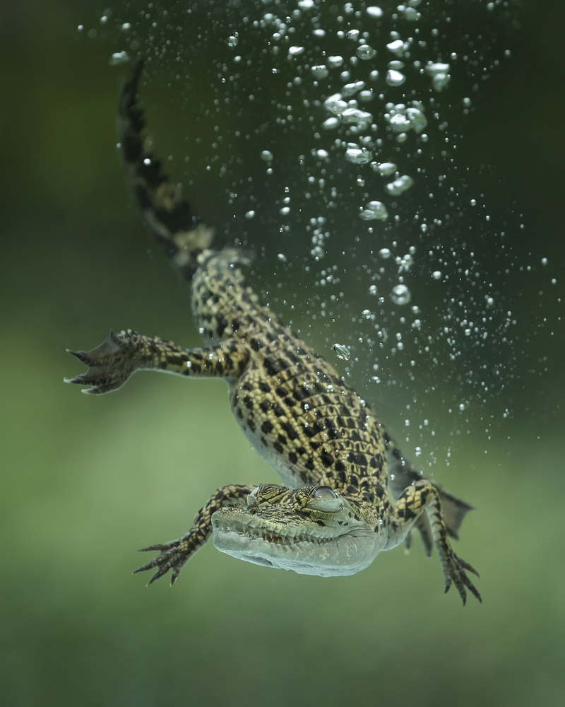 Dive von Tantoyensen