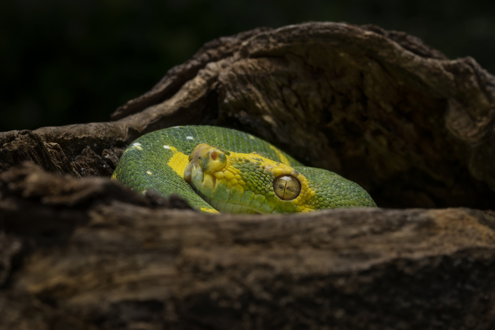 Hiding von Tantoyensen