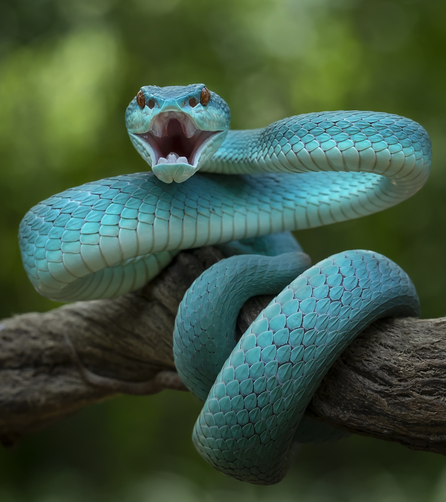 Angry Snake and Want To Bite von Tantoyensen