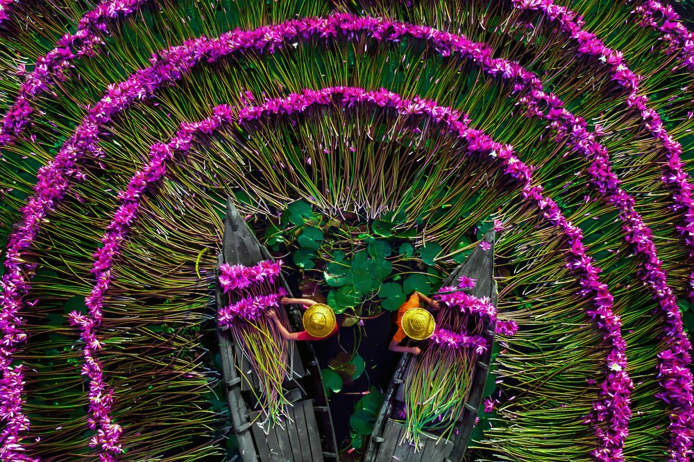 Harvesting water lilies von Tanvir