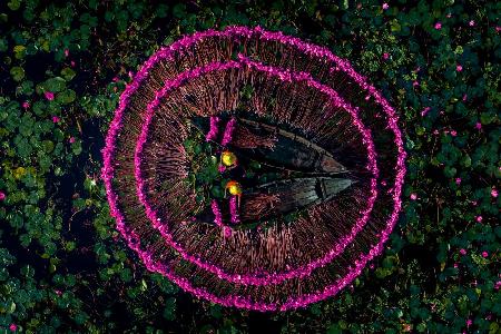 Harvesting water lilies