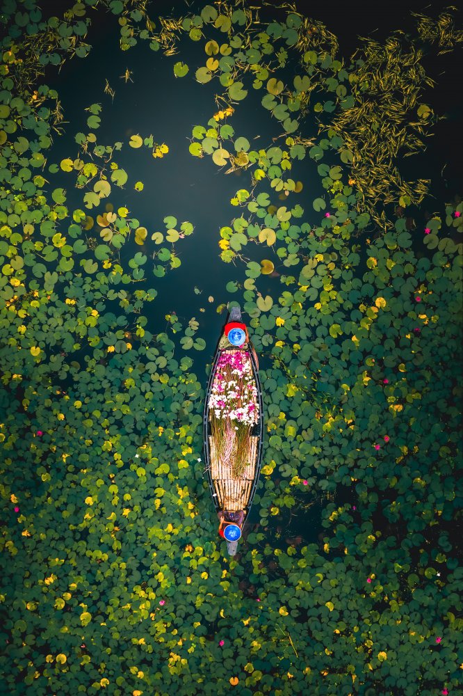 Beautiful rural life-harvesting white water lilies von Tanvir