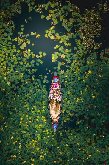 Beautiful rural life-harvesting white water lilies