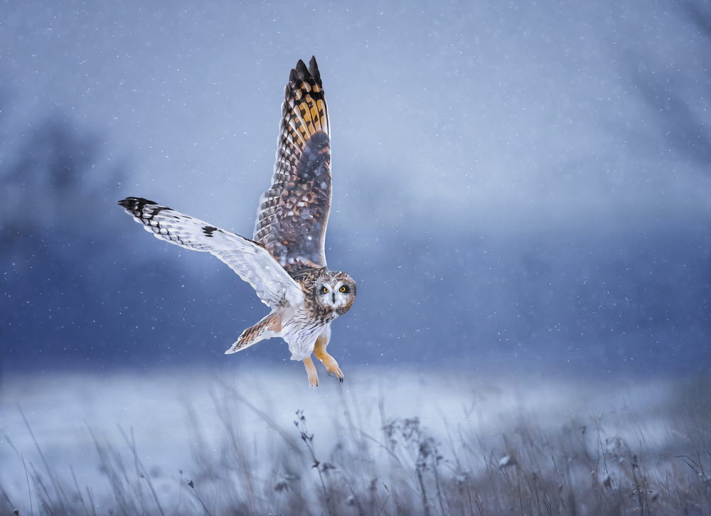 Snowing Day von Tao Huang