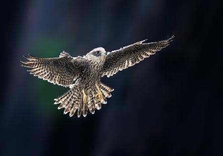 Juvenile Falcon