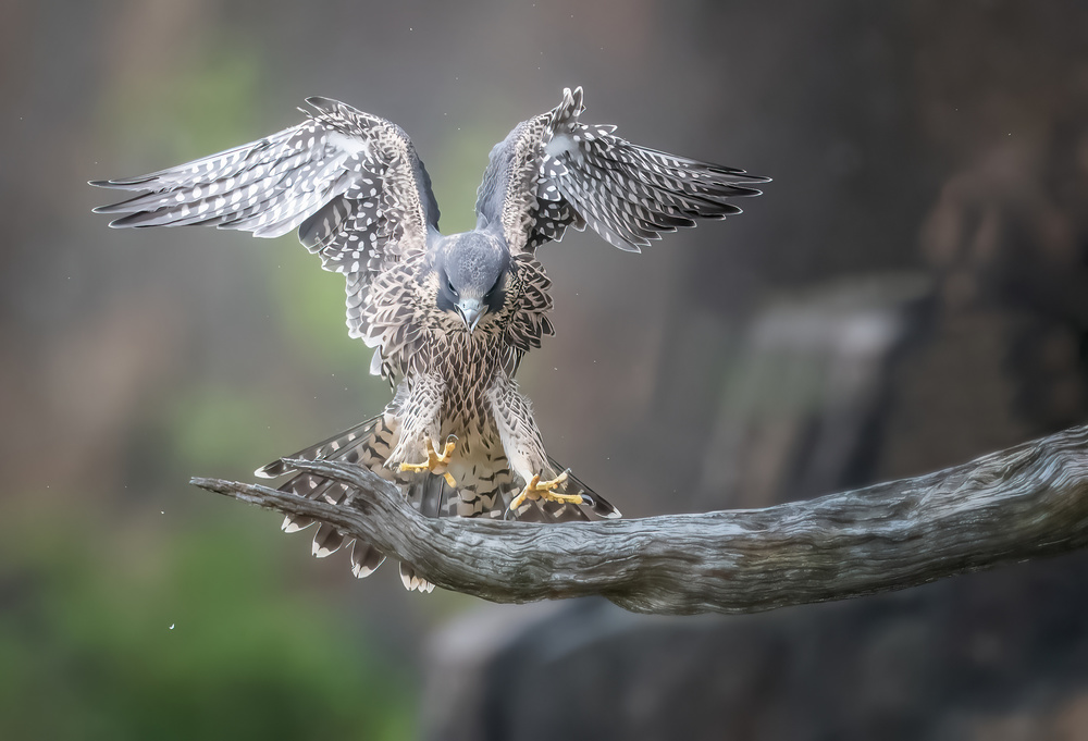 Landing....... von Tao Huang