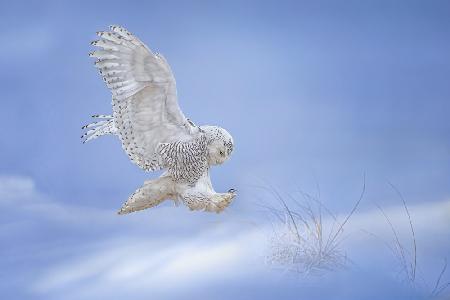 Snow Owl