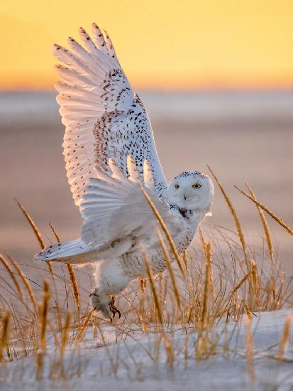 Snowy Owl