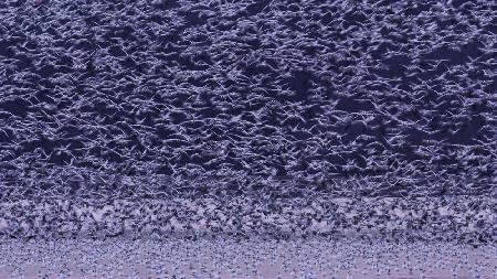 Snow Geese