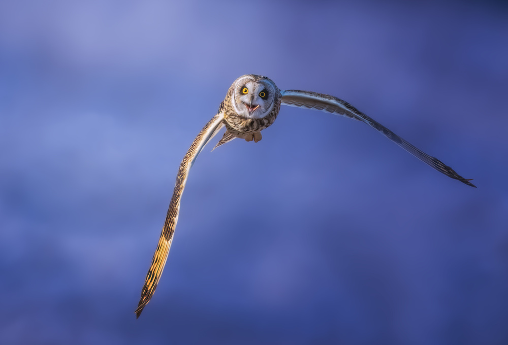 Short-eared Owl von Tao Huang