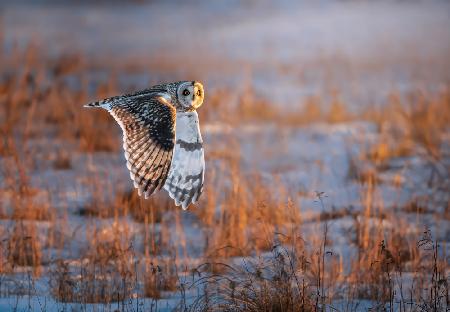 Short-eared Owl