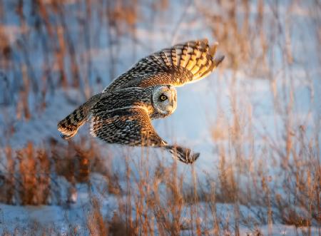 Short-eared Owl