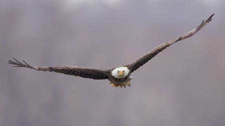 BaldEagle-2