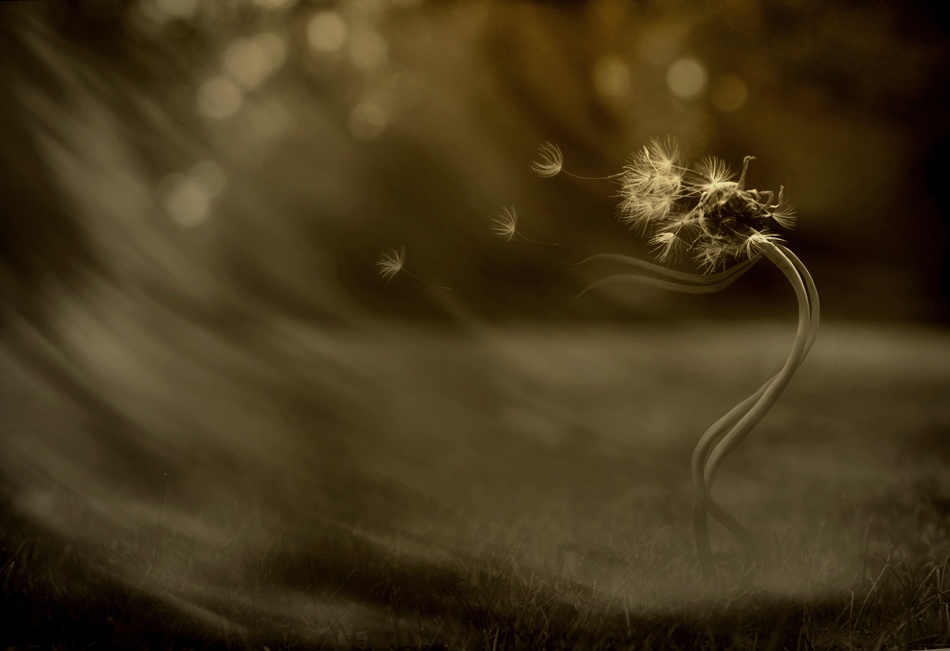 \&quot;Blowing in the wind...\&quot; von Tatiana Gorilovsky