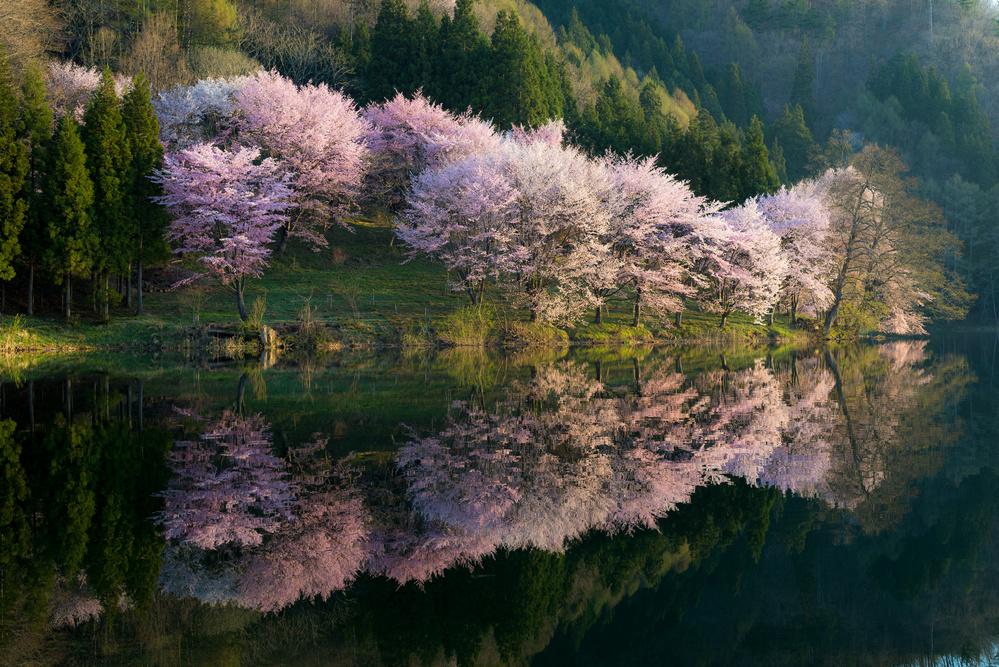 Sakura von Tatsuki Ito