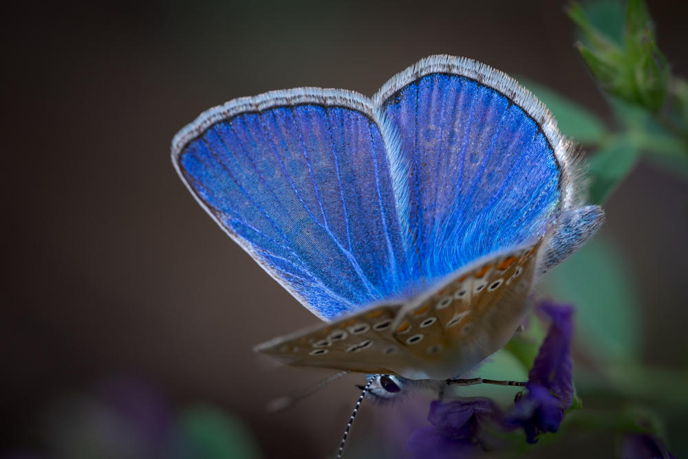 Tiny violet  butterfly - Polyommatus icarus von Taufik Ammouneh Martínez