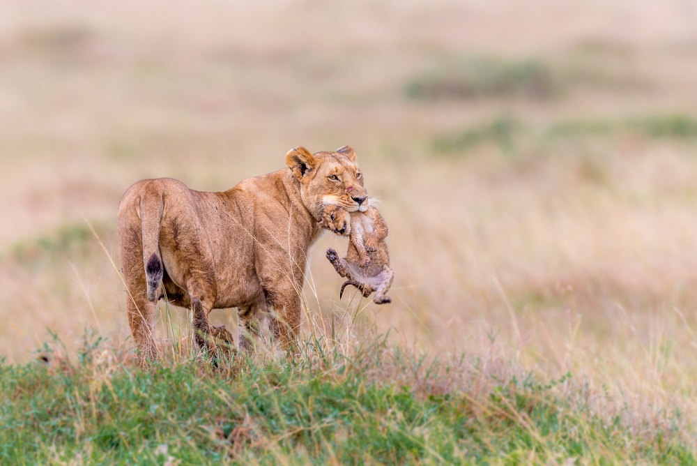 Protective Mom von Ted Taylor