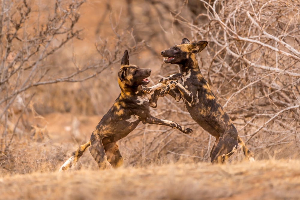 Wild Dogs at Play von Ted Taylor