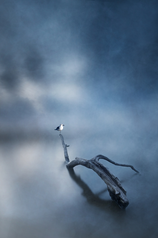 lonely little bird von Teddy Hariyanto