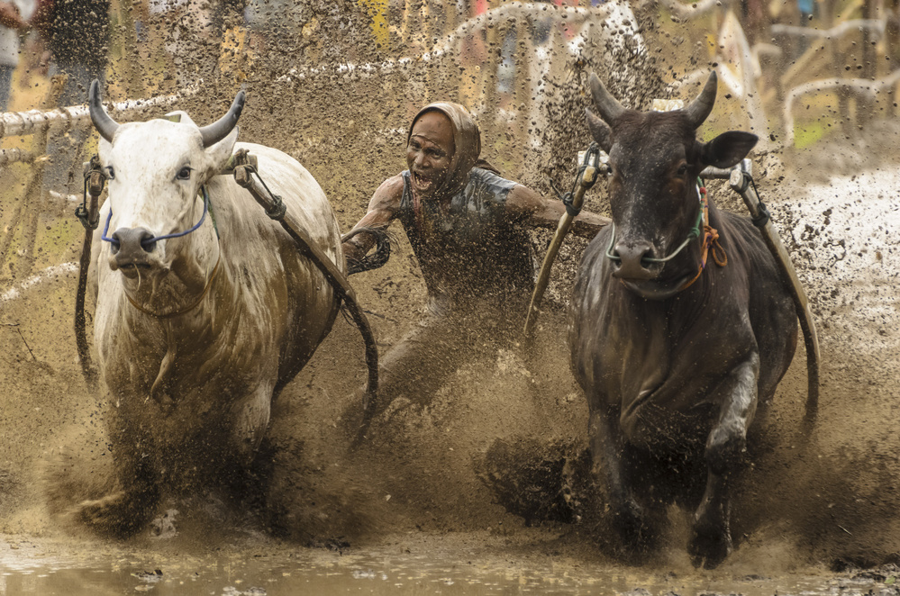 The Spirit of Pacu Jawi von Teddy Winanda