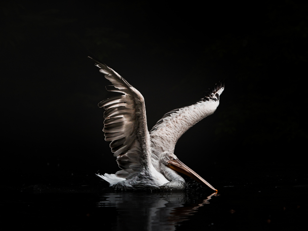 The Morning Swim von Tereza Frank