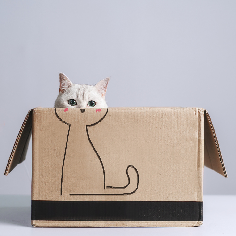 Cat in the box von Terry F