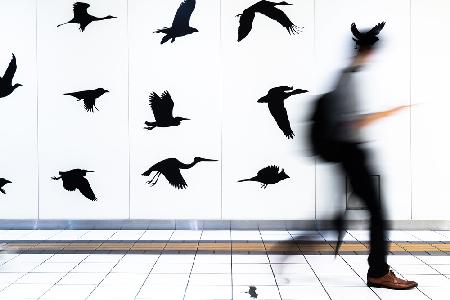 Walking with birds