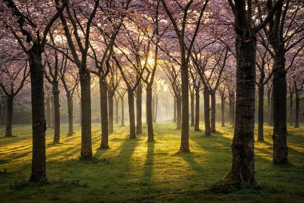 Cherry blossom forest von Tham Do