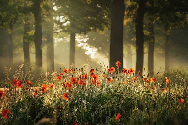 The poppy forest von Tham Do