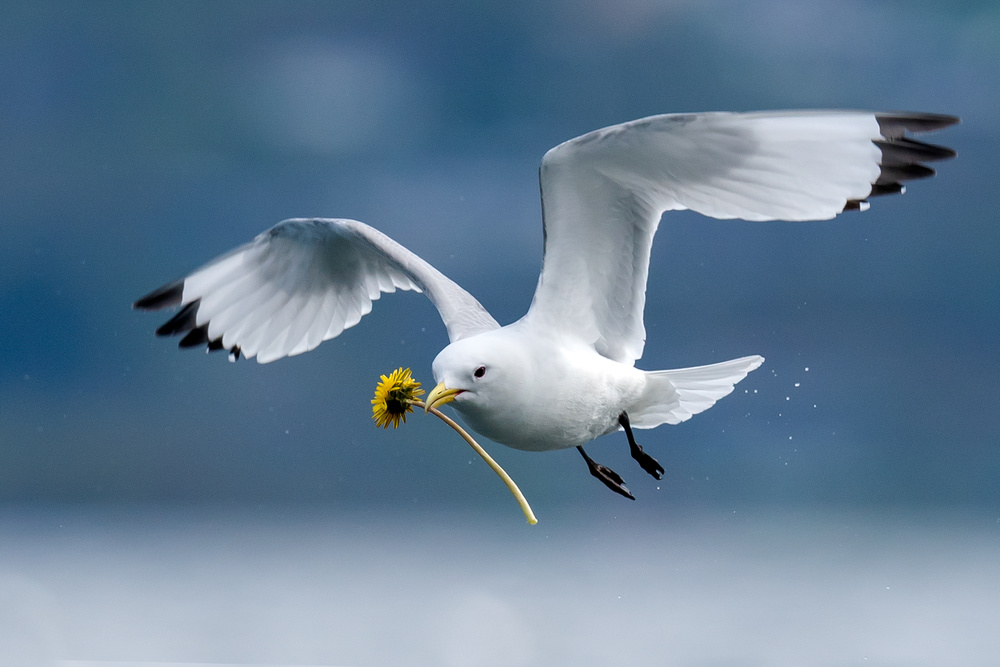 KITTIWAKE DATE von The Jar - Geir Jartveit