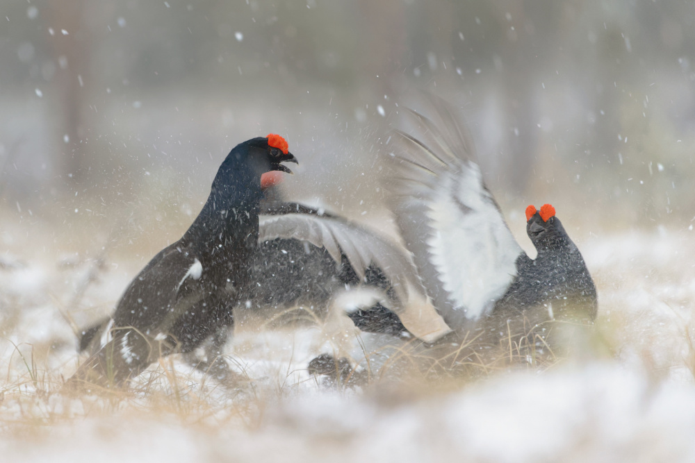 SNOW FIGHT von The Jar - Geir Jartveit