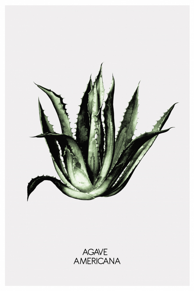 Agave Americana von THE MIUUS STUDIO