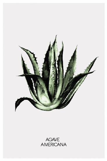 Agave Americana