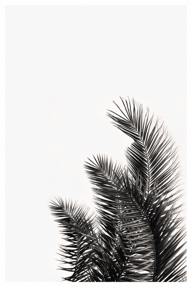 Palms Leaves von THE MIUUS STUDIO