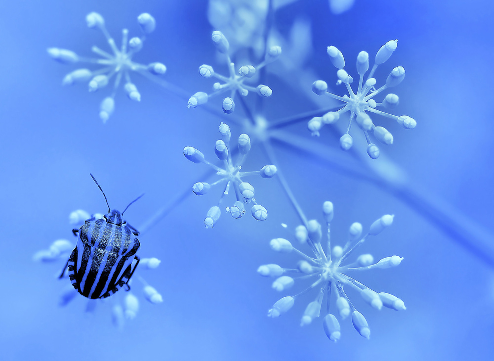 In the blue sky, the stars... von Thierry Dufour