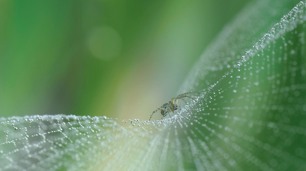 On pearls of diamonds... von Thierry Dufour