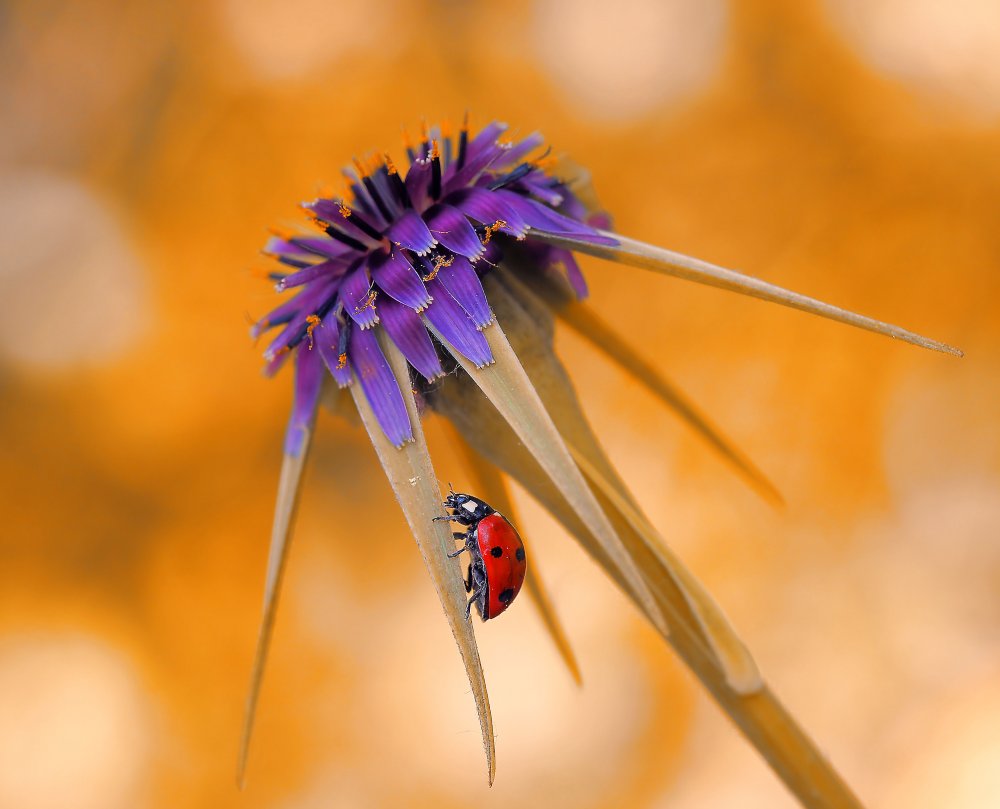 Climbing to my little paradise... von Thierry Dufour