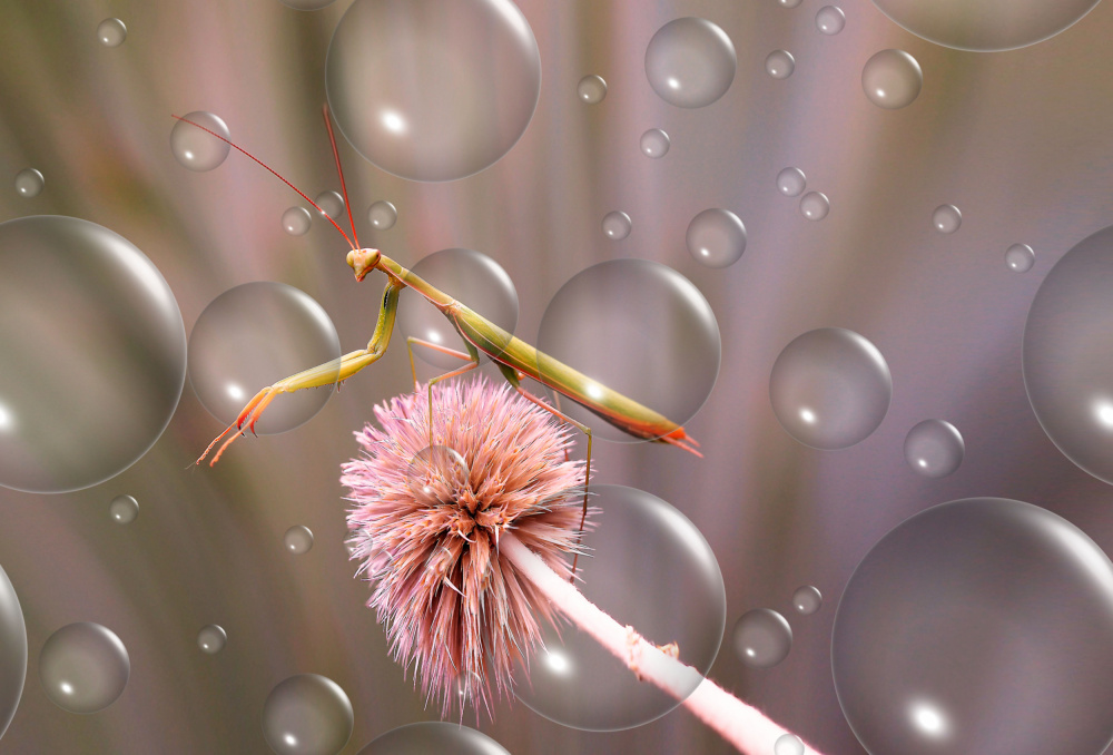 Bath in the softness of the bubbles... von Thierry Dufour