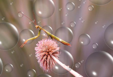 Bath in the softness of the bubbles...