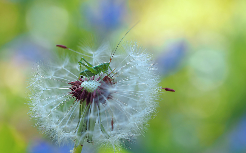 Observer of spring... von Thierry Dufour