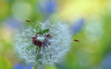 Observer of spring...