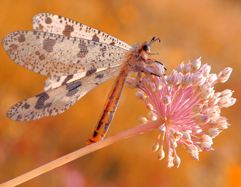 Ready for flight... von Thierry Dufour